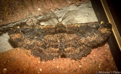 Pholodes sinistraria