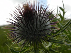 Cirsium morisianum