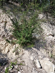 Celtis pallida