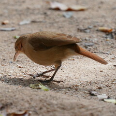 Furnarius rufus