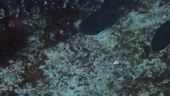 Acanthurus monroviae