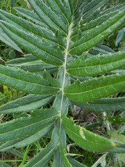 Cirsium morisianum