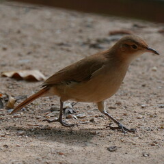 Furnarius rufus
