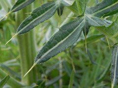 Cirsium morisianum