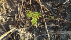 Desmanthus illinoensis