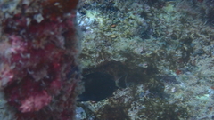 Acanthurus monroviae