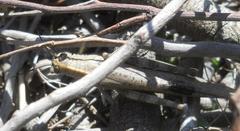 Anacridium aegyptium