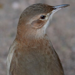 Furnarius rufus