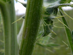 Cirsium morisianum