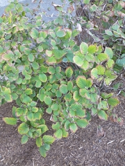 Fothergilla ×intermedia