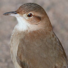 Furnarius rufus