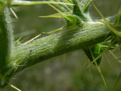 Cirsium morisianum
