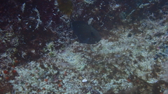 Acanthurus monroviae