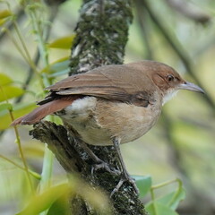 Furnarius rufus