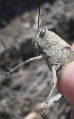 Anacridium aegyptium