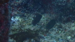 Acanthurus monroviae