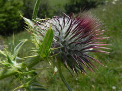 Cirsium morisianum