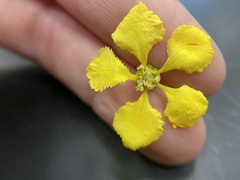 Callaeum macropterum