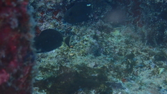 Acanthurus monroviae