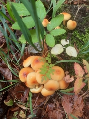 Hypholoma fasciculare