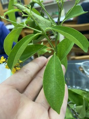 Callaeum macropterum