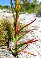 Disa bracteata