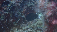 Acanthurus monroviae