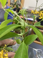 Callaeum macropterum