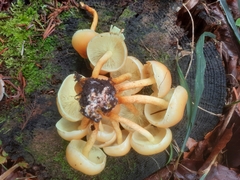 Hypholoma fasciculare