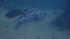 Chilomycterus reticulatus