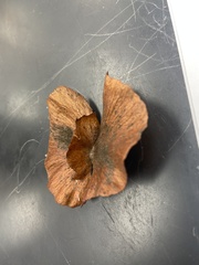 Callaeum macropterum