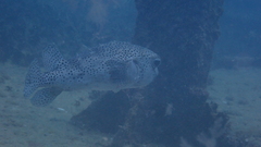 Chilomycterus reticulatus