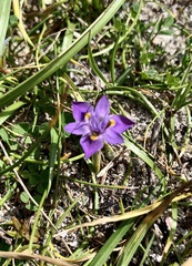 Moraea ciliata