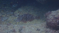 Sparisoma