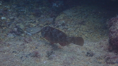 Sparisoma