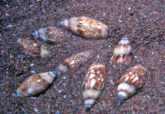 Olivella dama