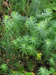 Euphorbia cyparissias