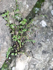 Asplenium heufleri