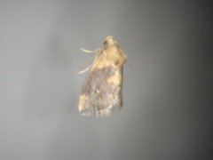 Microleon longipalpis