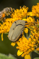 Hologymnetis cinerea