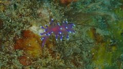 Coryphellina arveloi