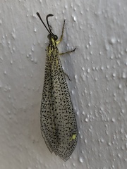 Brachynemurus versutus