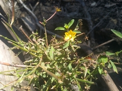 Ludwigia leptocarpa