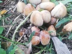 Coprinellus