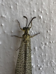 Brachynemurus versutus