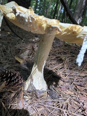 Amanita polypyramis
