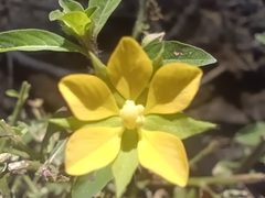 Ludwigia leptocarpa