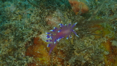 Coryphellina arveloi