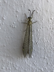 Brachynemurus versutus