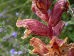 Orobanche alba